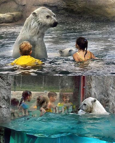 20110210 북극곰과 마주치기.jpg